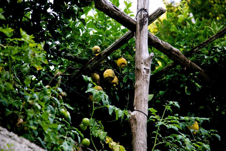 Ravello-Lemons